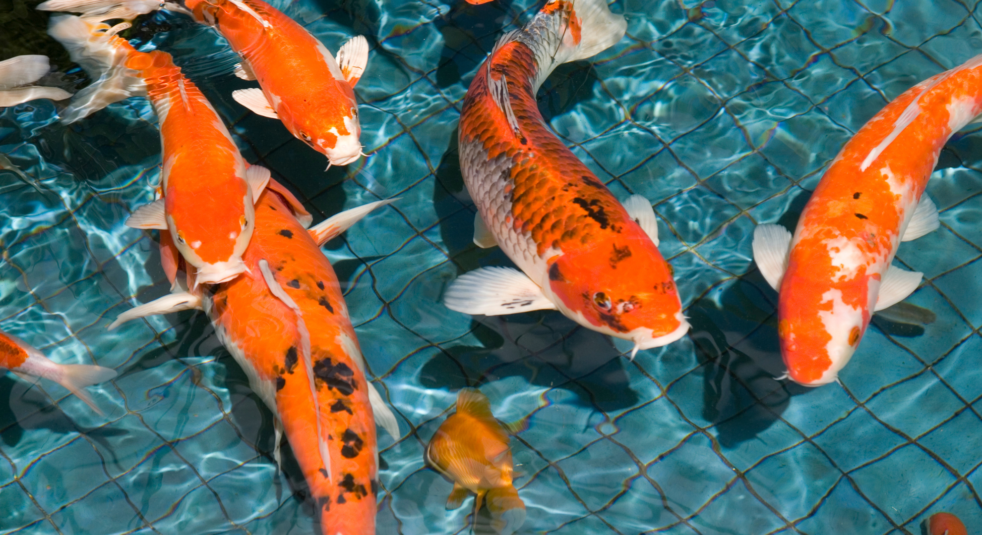 Was bedeutet das Wort Koi