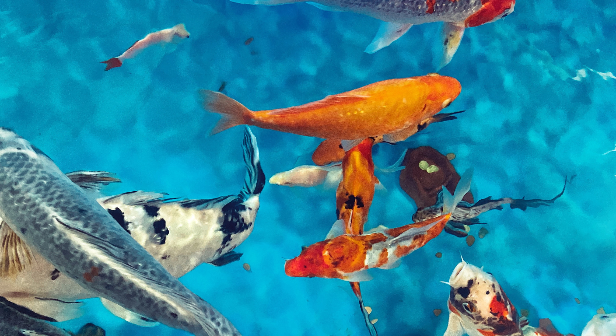 Welche Bedingungen muss ein Koi-Aquarium erfüllen