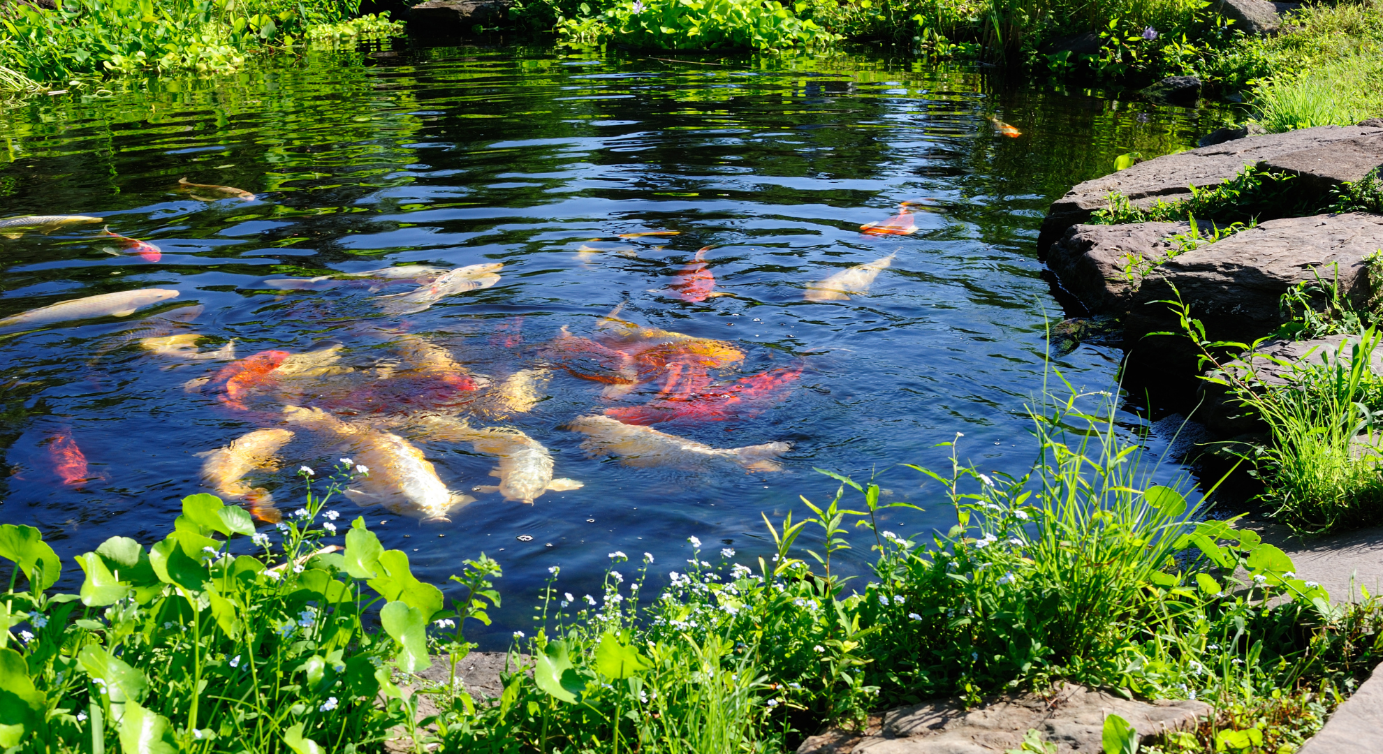 Wichtige Anforderungen bei Koiteichen