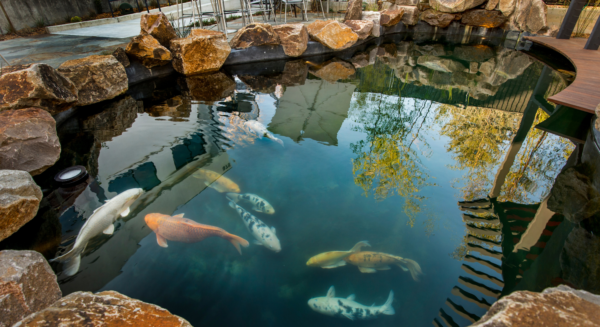Wichtige Angaben zu den auktionierten Koi Karpfen sind