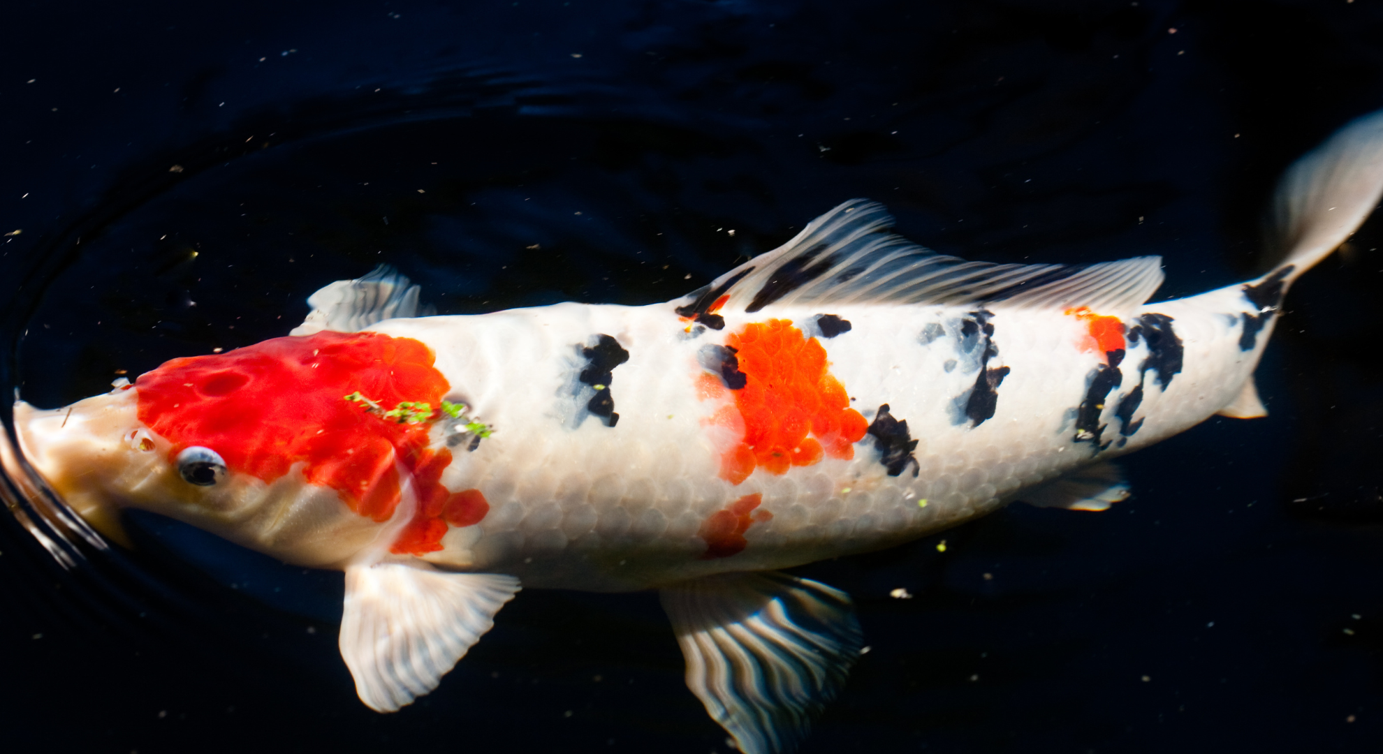 Wie kümmern wir uns bei My Kois um das Wohlergehen der Tiere
