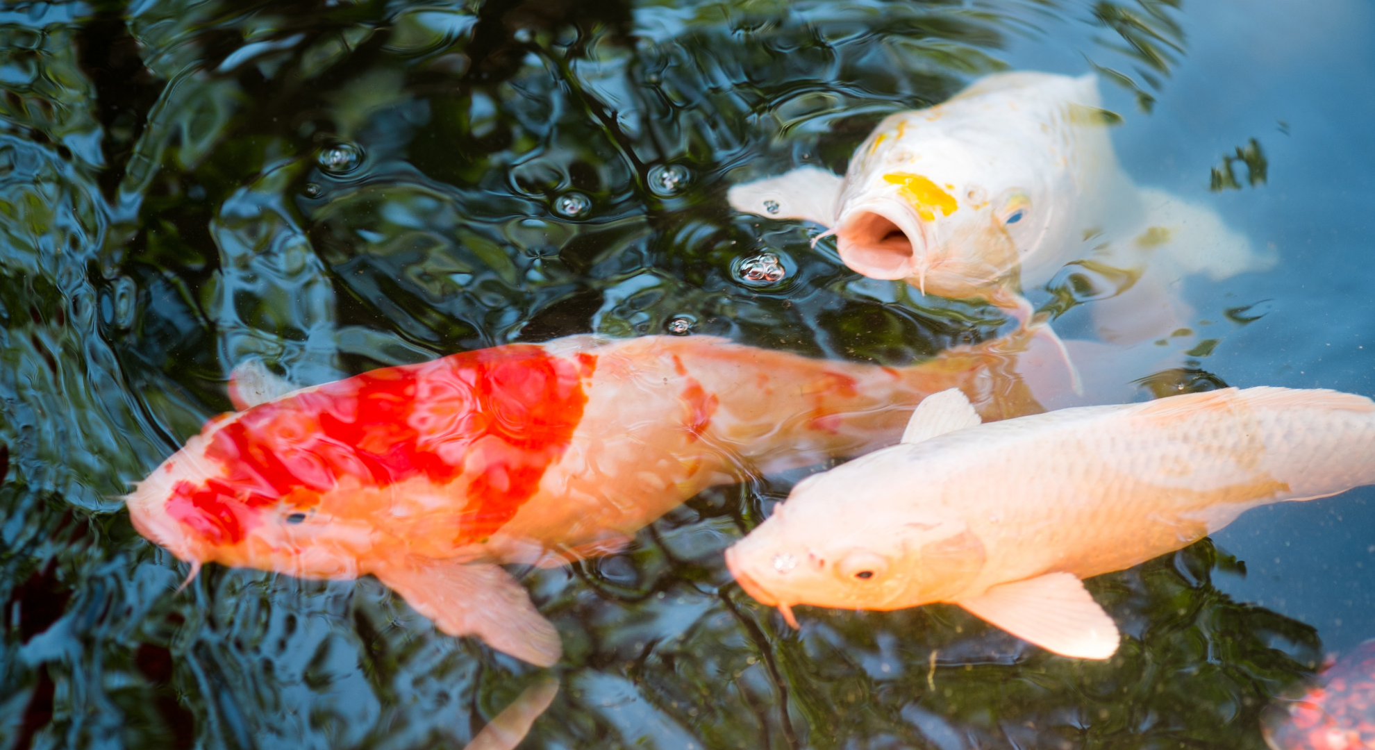 Wie werden die Fische von My-Kois verpackt und versandt