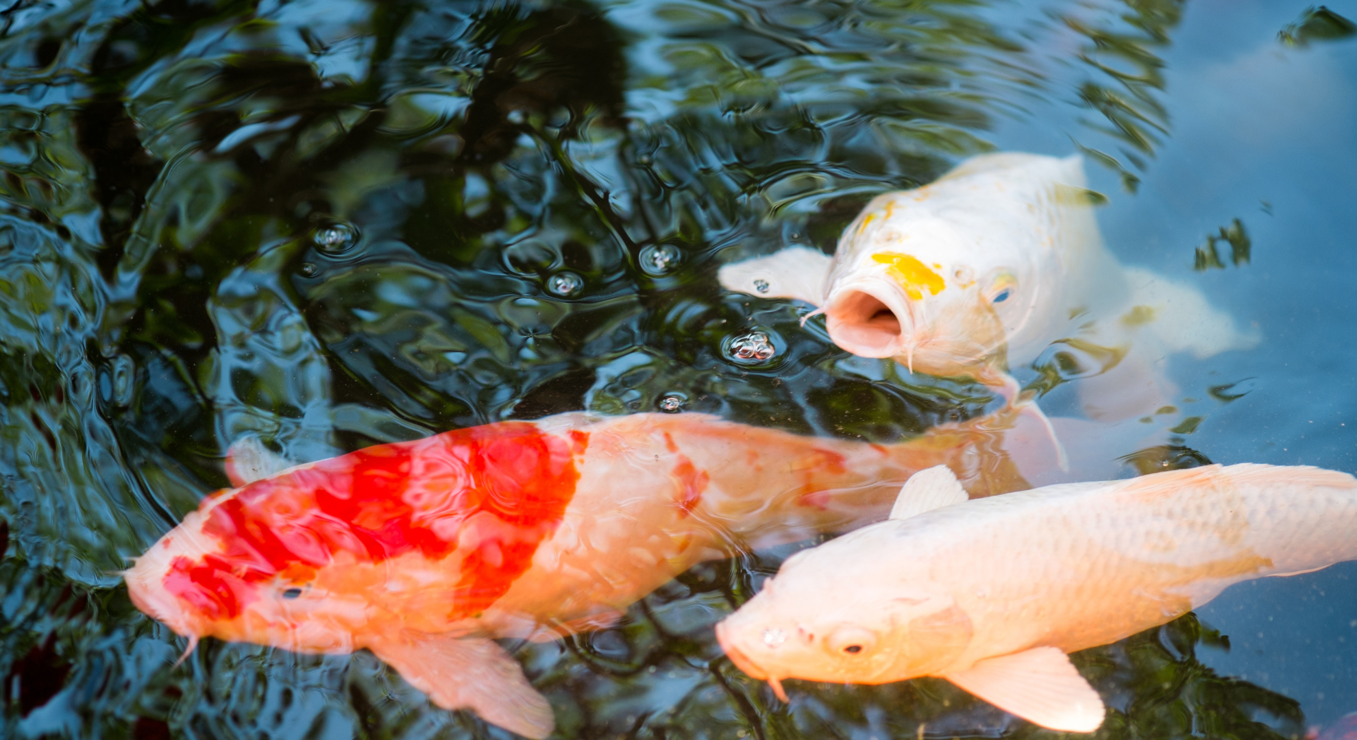 Woran erkennt man einen seriösen Koihändler