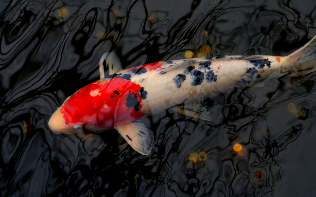 Legendäres Nishikigoi-Futter – Sakai N-20™ bei My-Kois