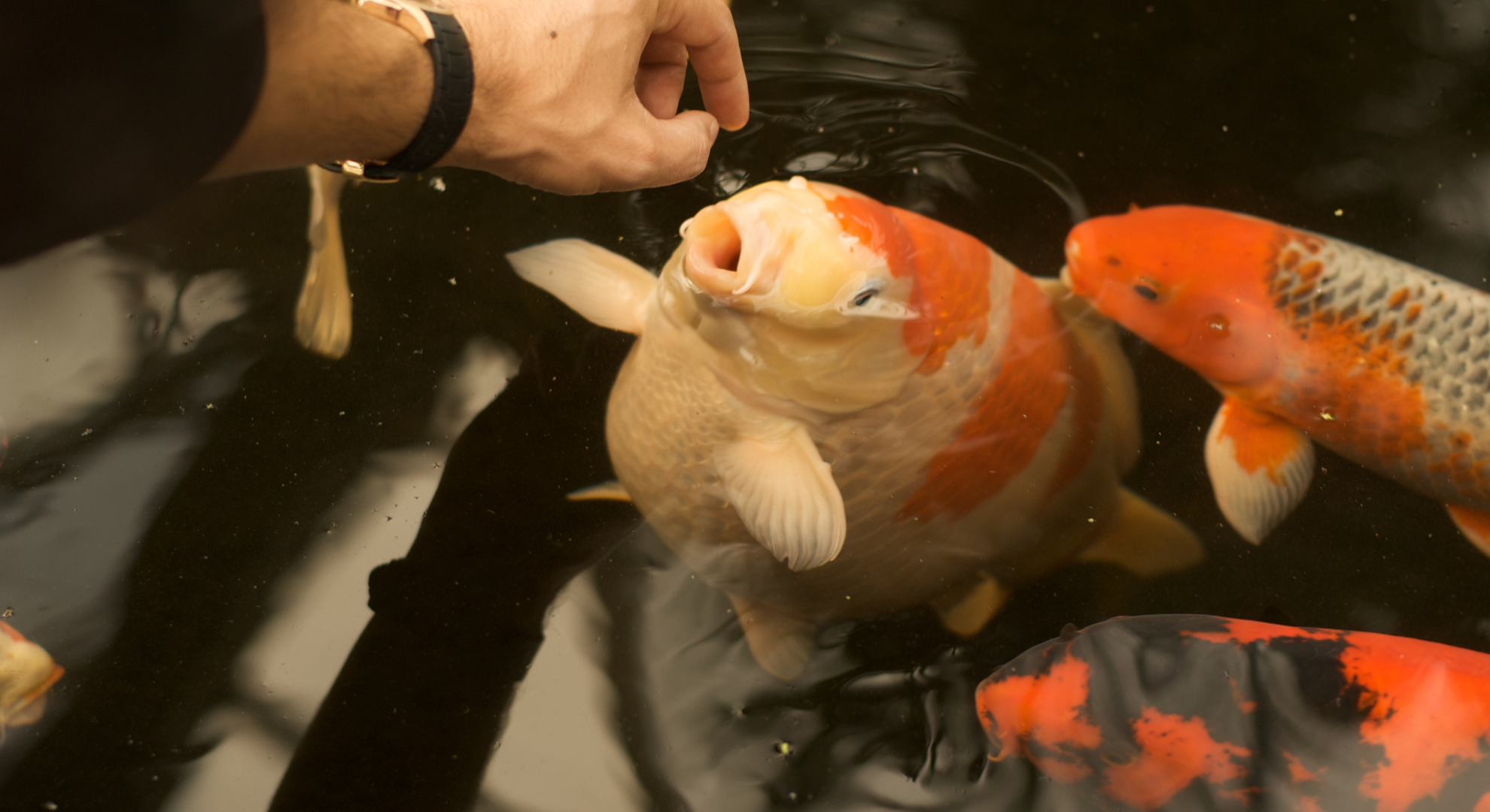 Langfristige Erfolge – Nishikigoi wie die Profis füttern