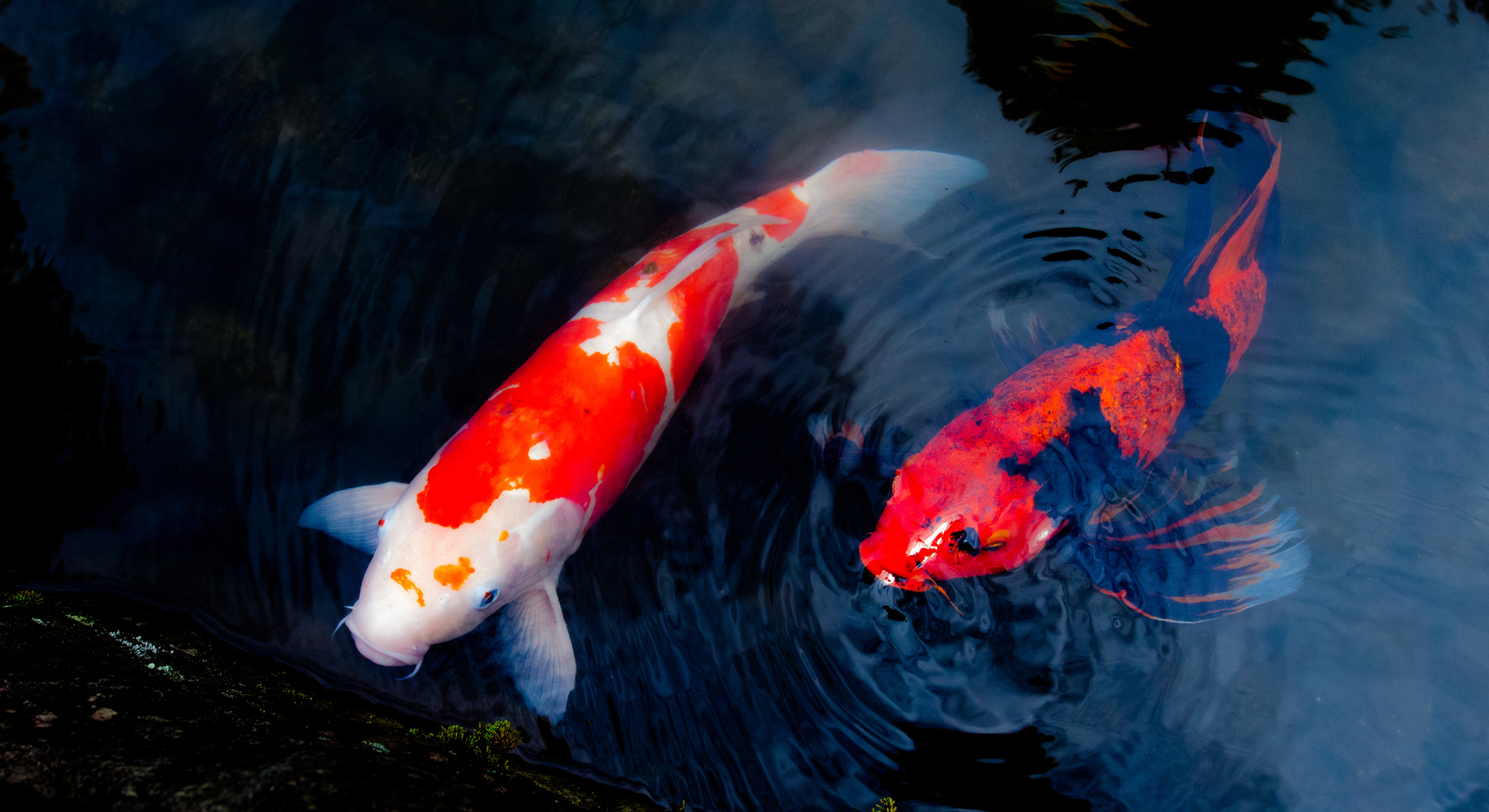 Legendäres Nishikigoi-Futter – Sakai N-20™ bei My-Kois