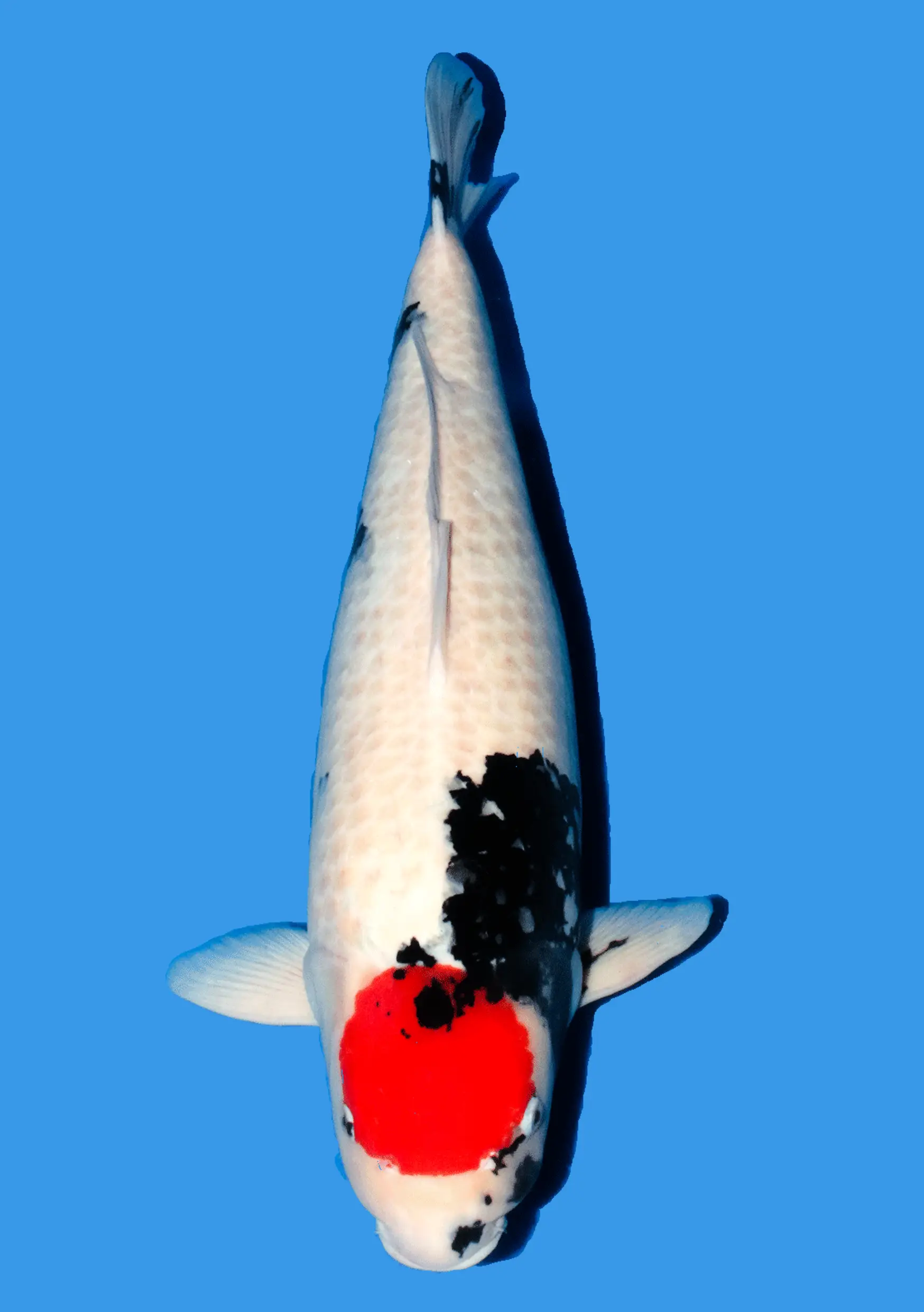 Tancho Showa - 72 cm