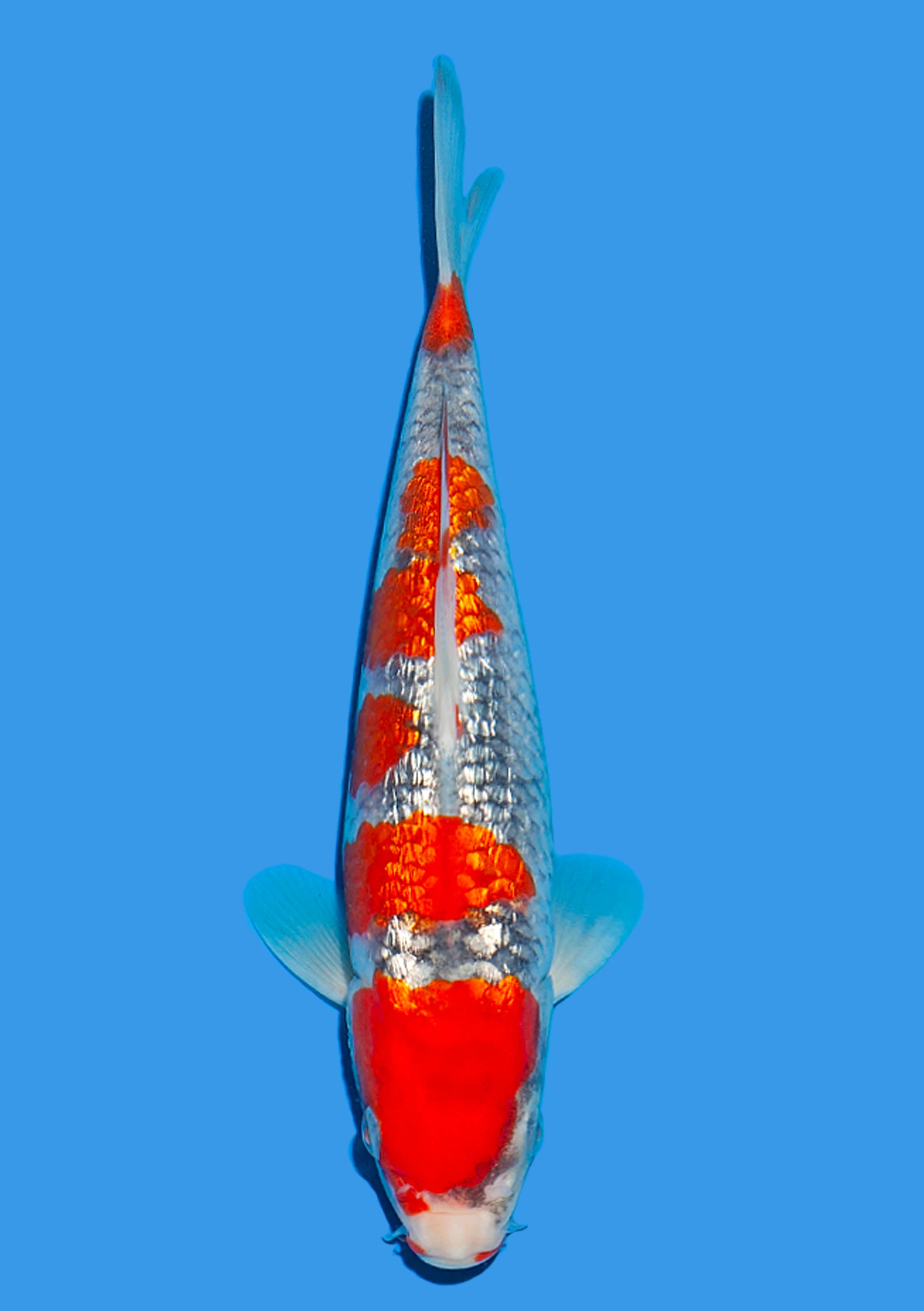 Ginrin Goshiki - 25 cm