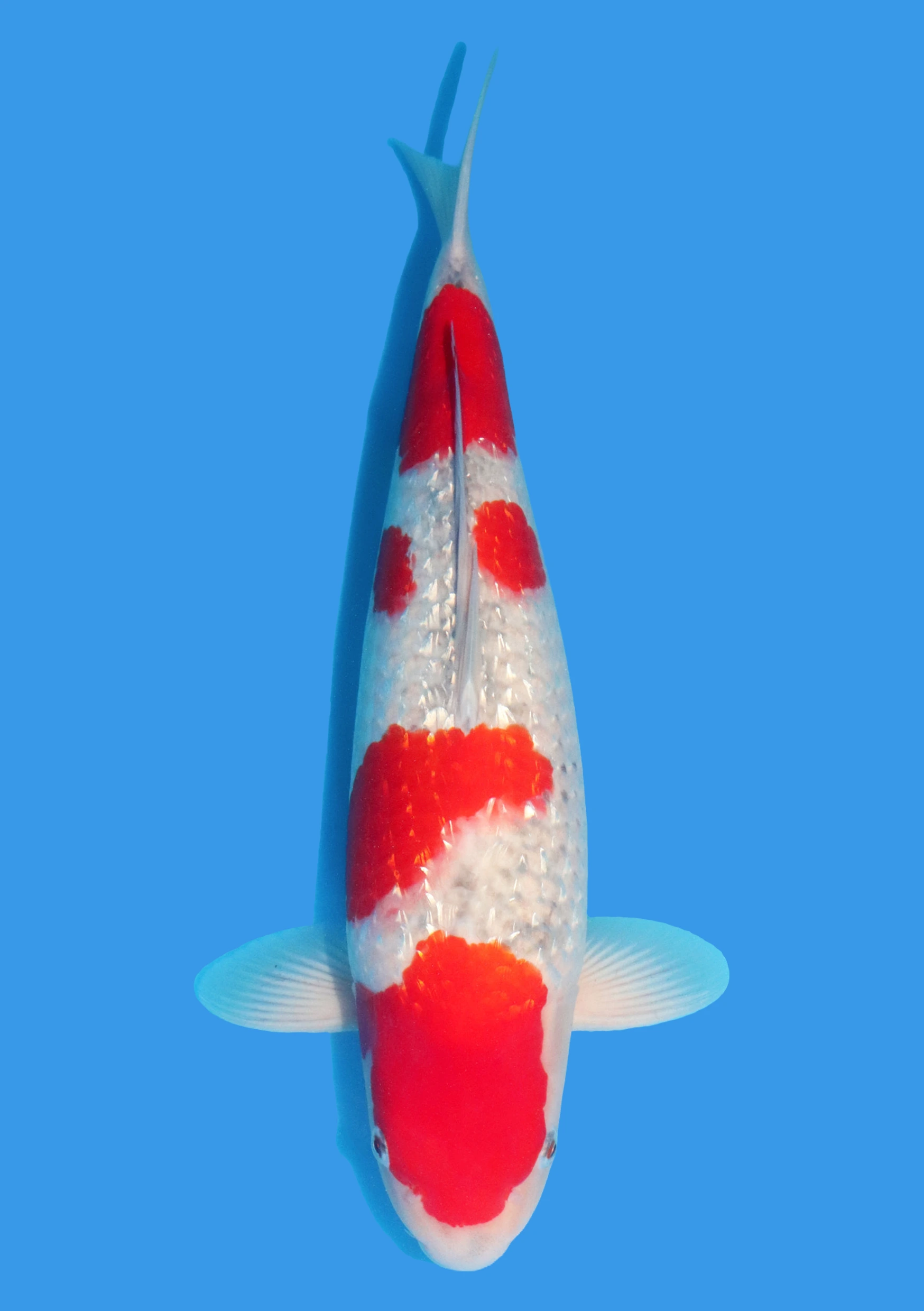 Ginrin Goshiki - 55 cm