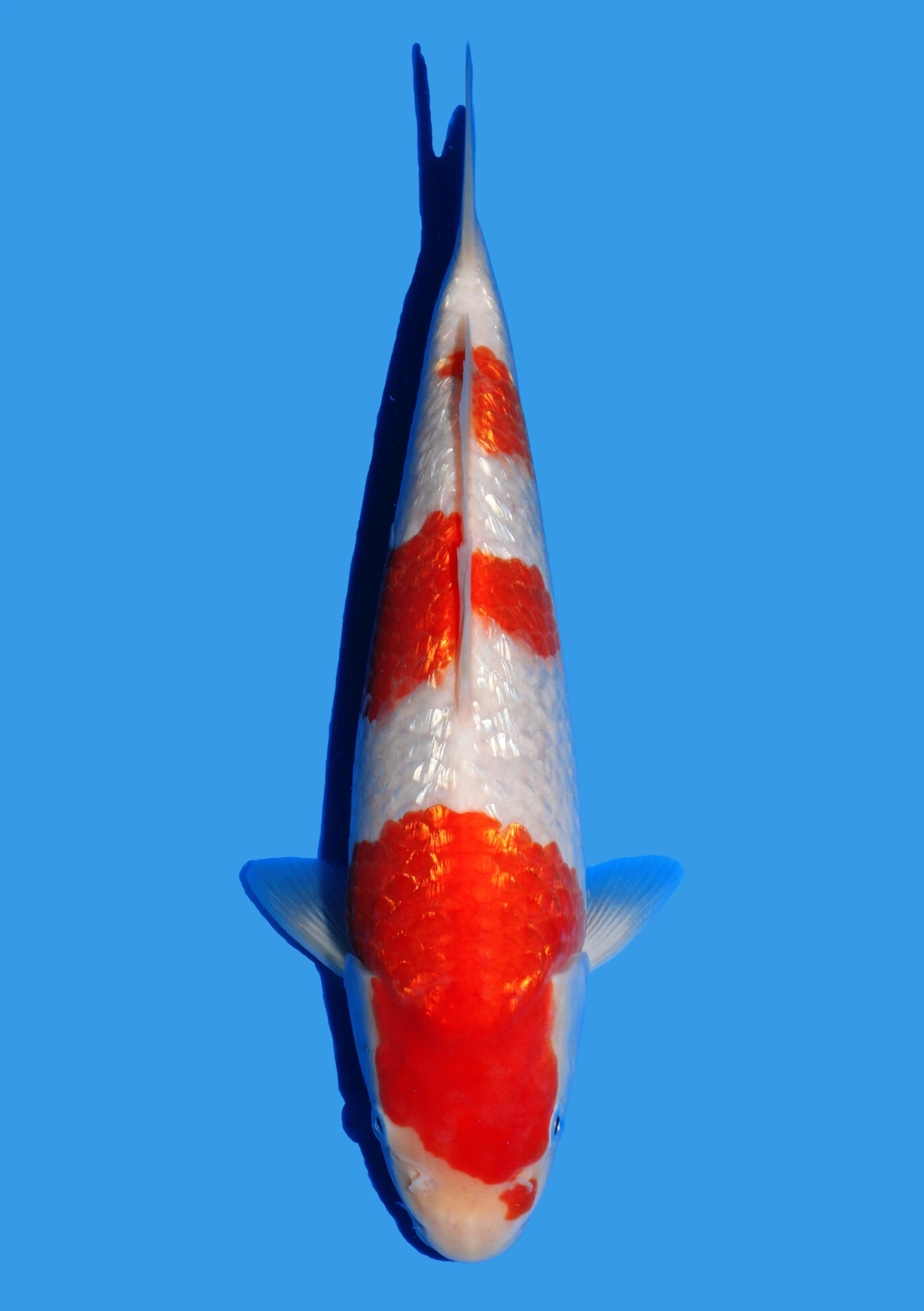Ginrin Kohaku – 29 cm