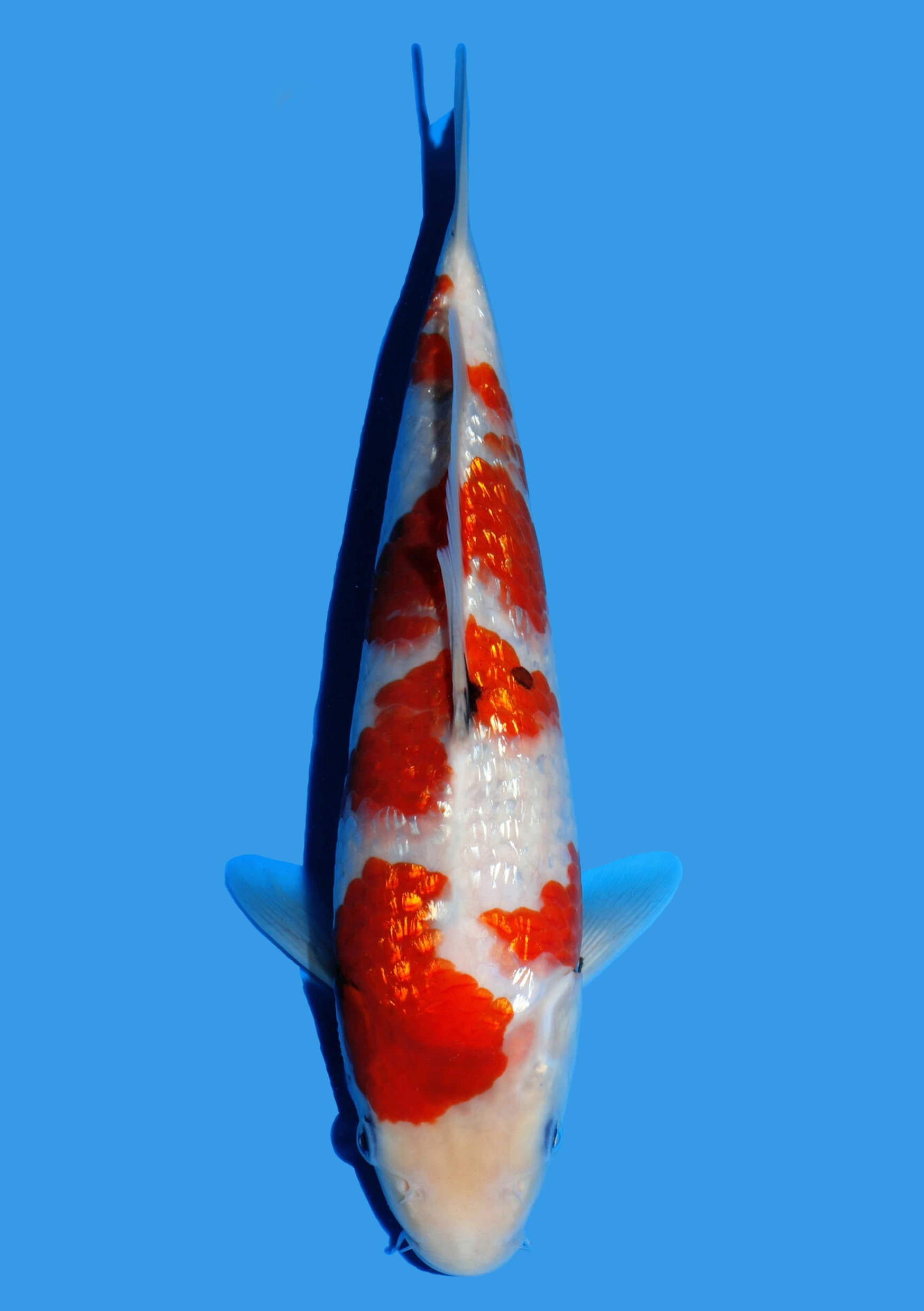 Ginrin Showa - 25 cm