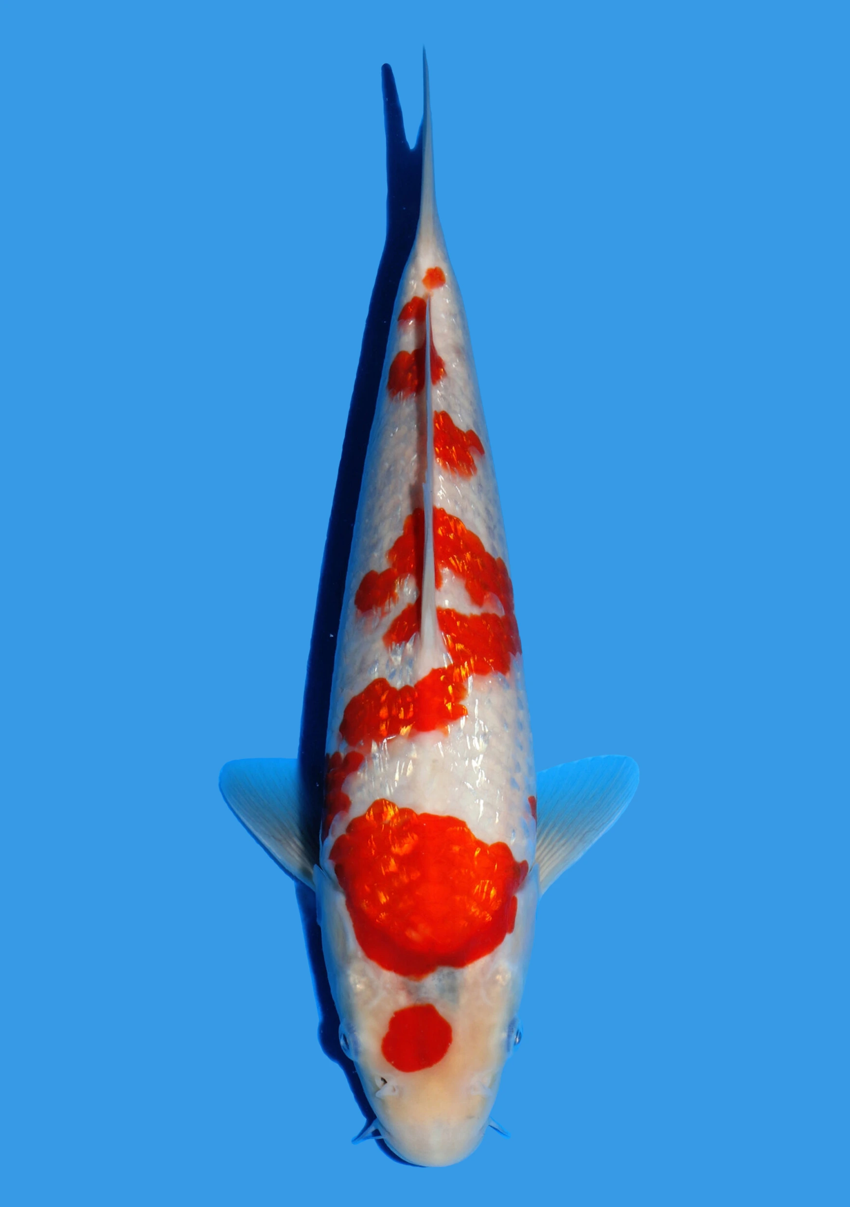 Ginrin Showa - 27 cm