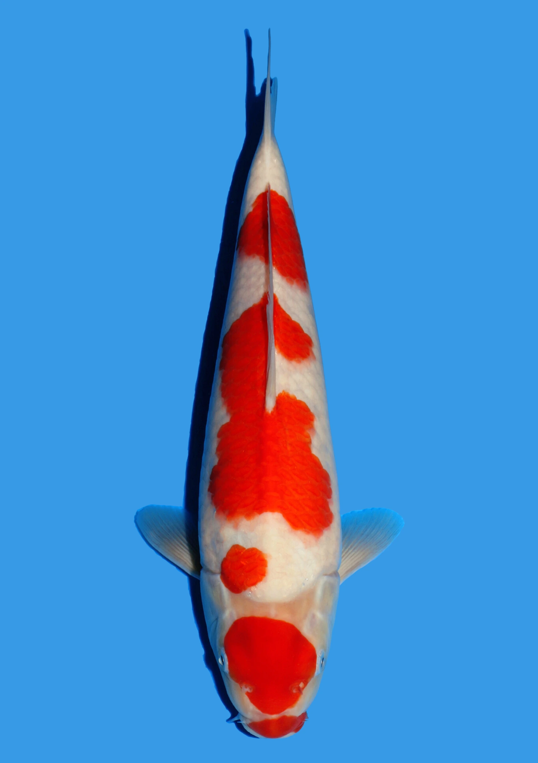 Kohaku - 35 cm