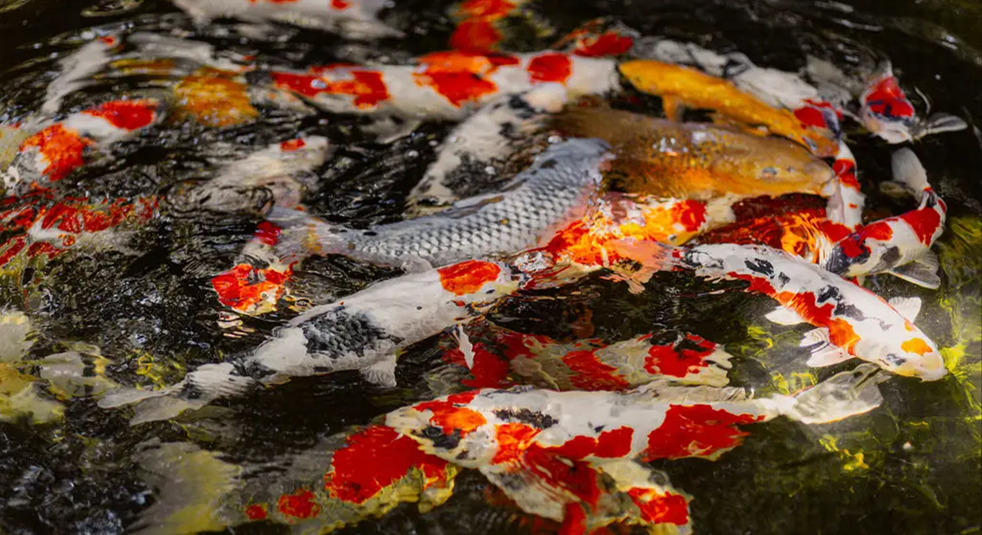 Kois kaufen bei My-Kois_ Hochwertige Koi-Fische online bestellen 🐠💻