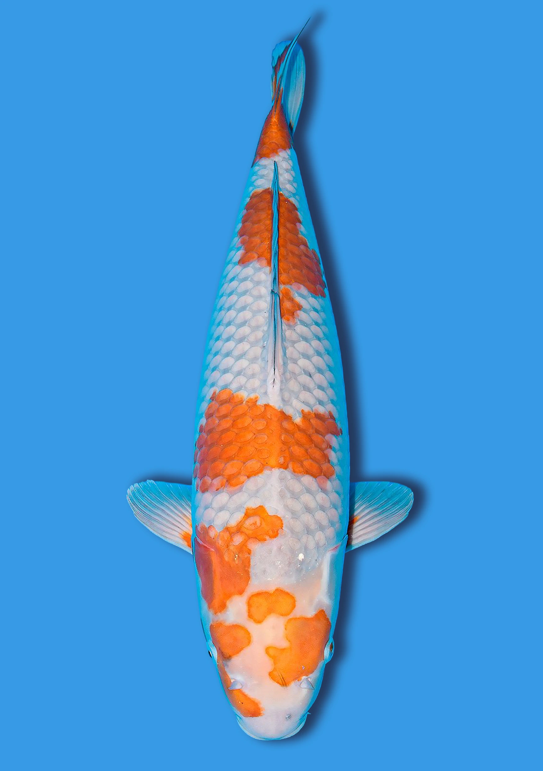 Ginrin Ochiba Chigure - 58 cm