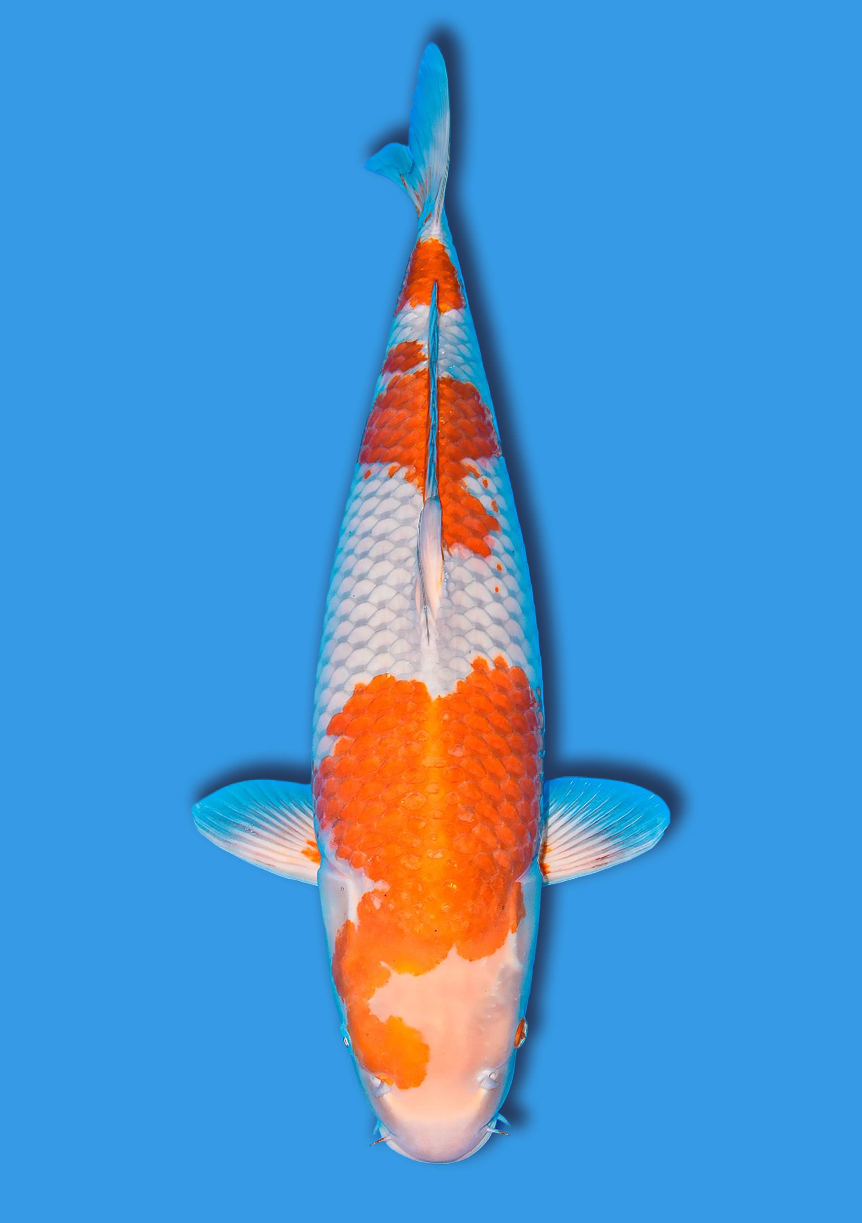 Ginrin Ochiba Chigure - 63 cm