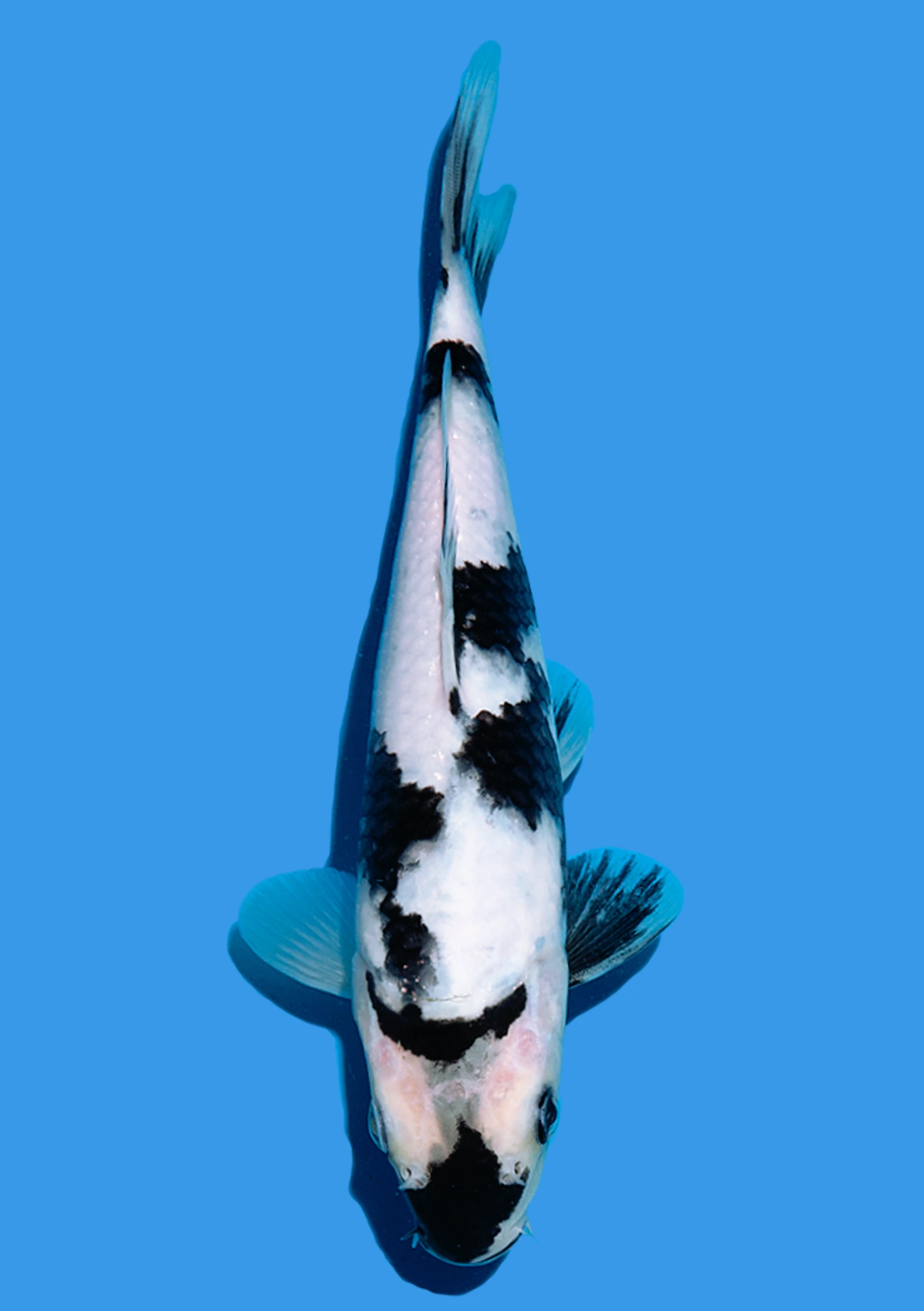 Shiro Utsuri - 20 cm