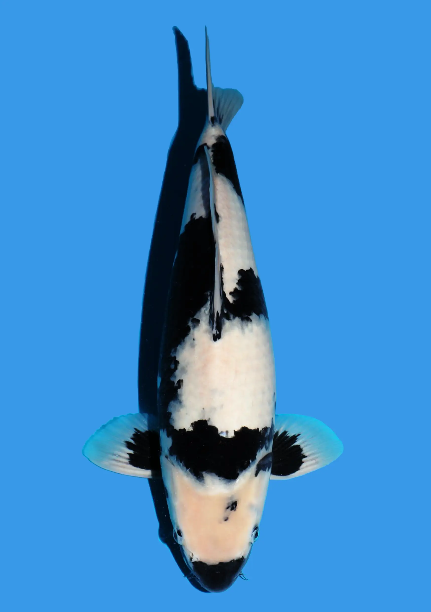 Shiro Utsuri - 42 cm