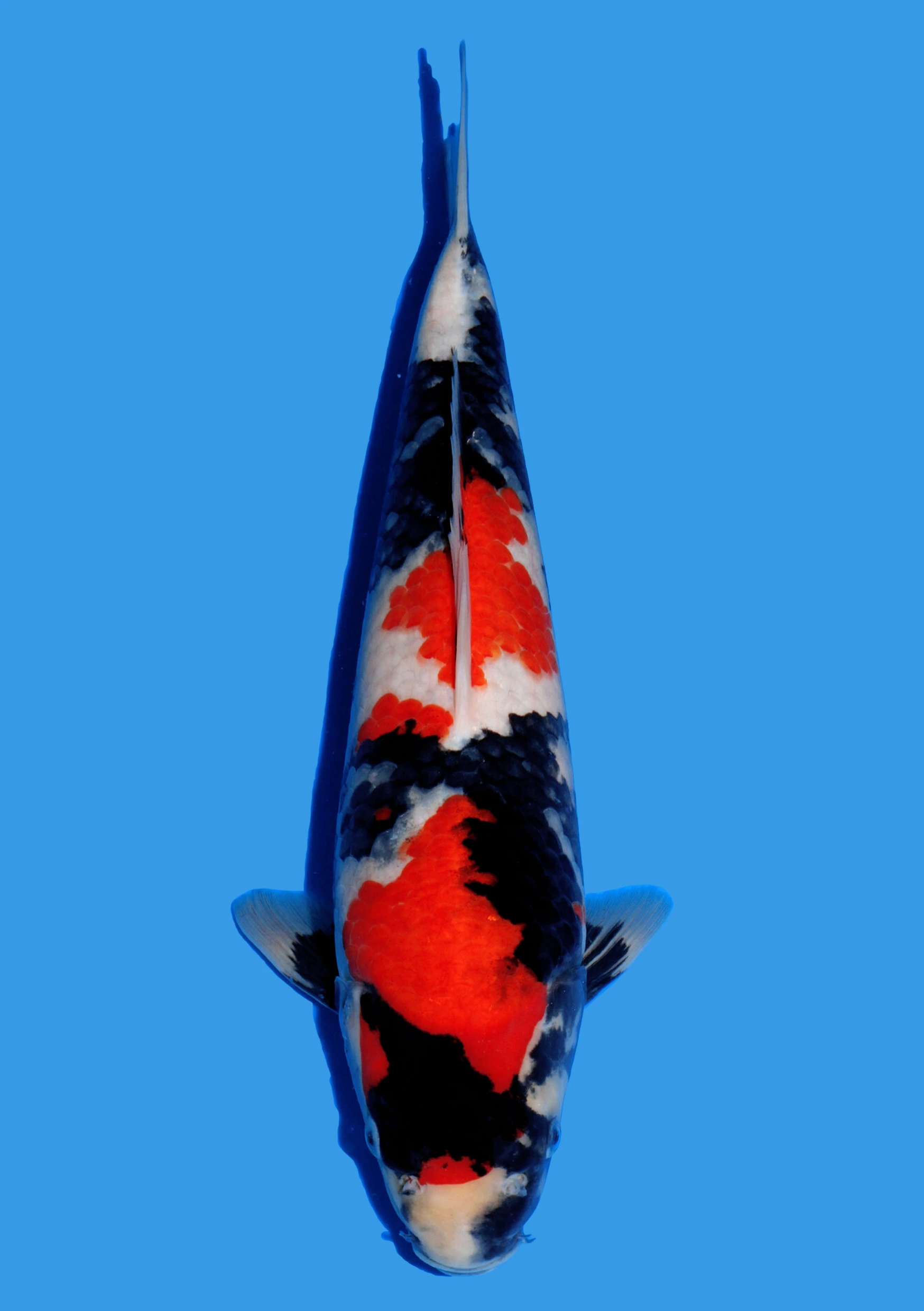 Showa – 34 cm