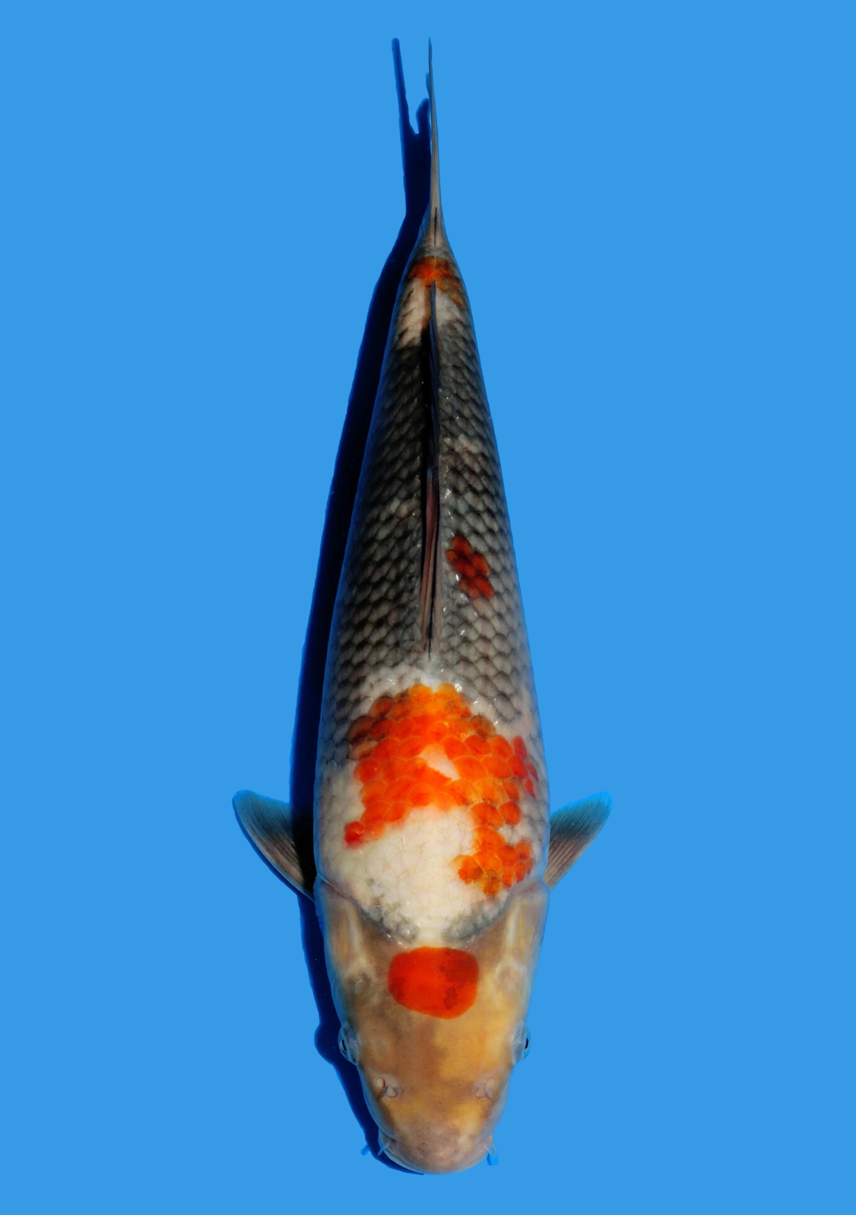 Showa – 36 cm