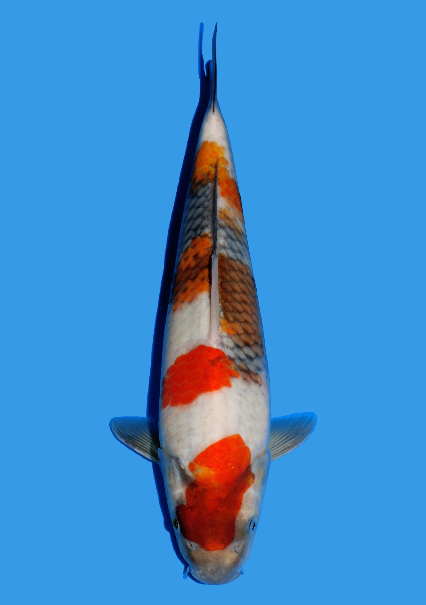 Showa – 37 cm