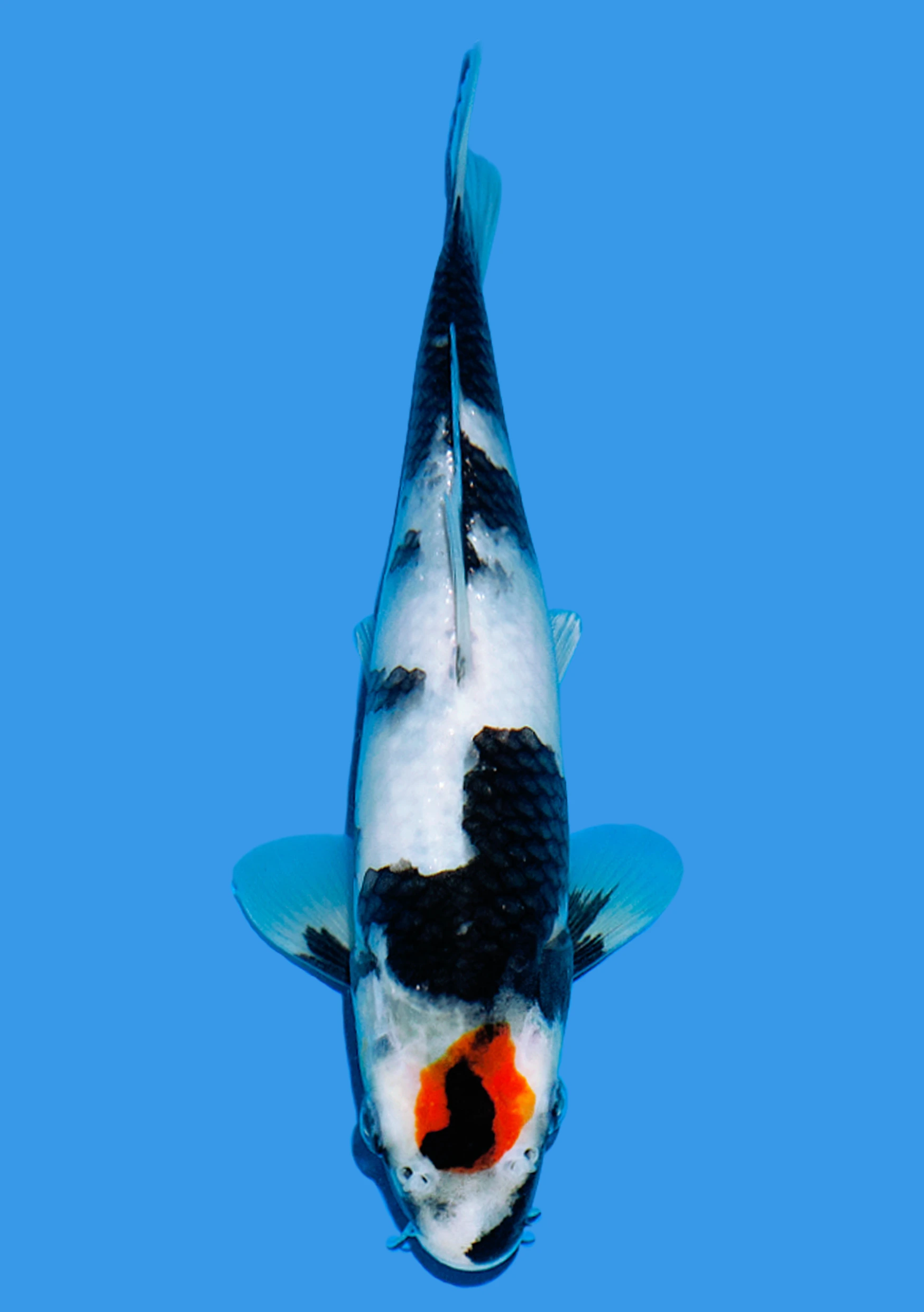 Tancho Showa - 20 cm