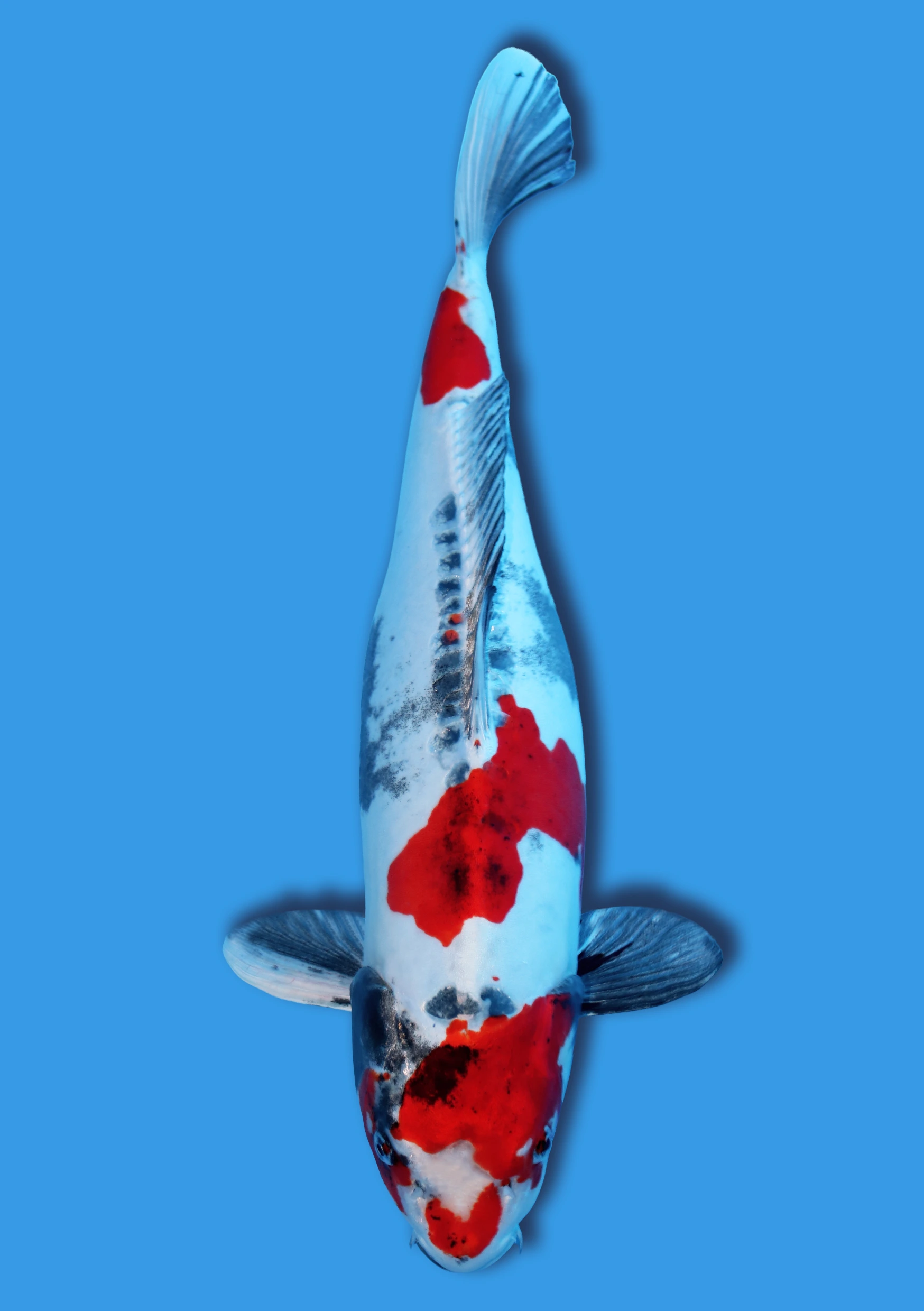 Doitsu Kin Showa - 55 cm