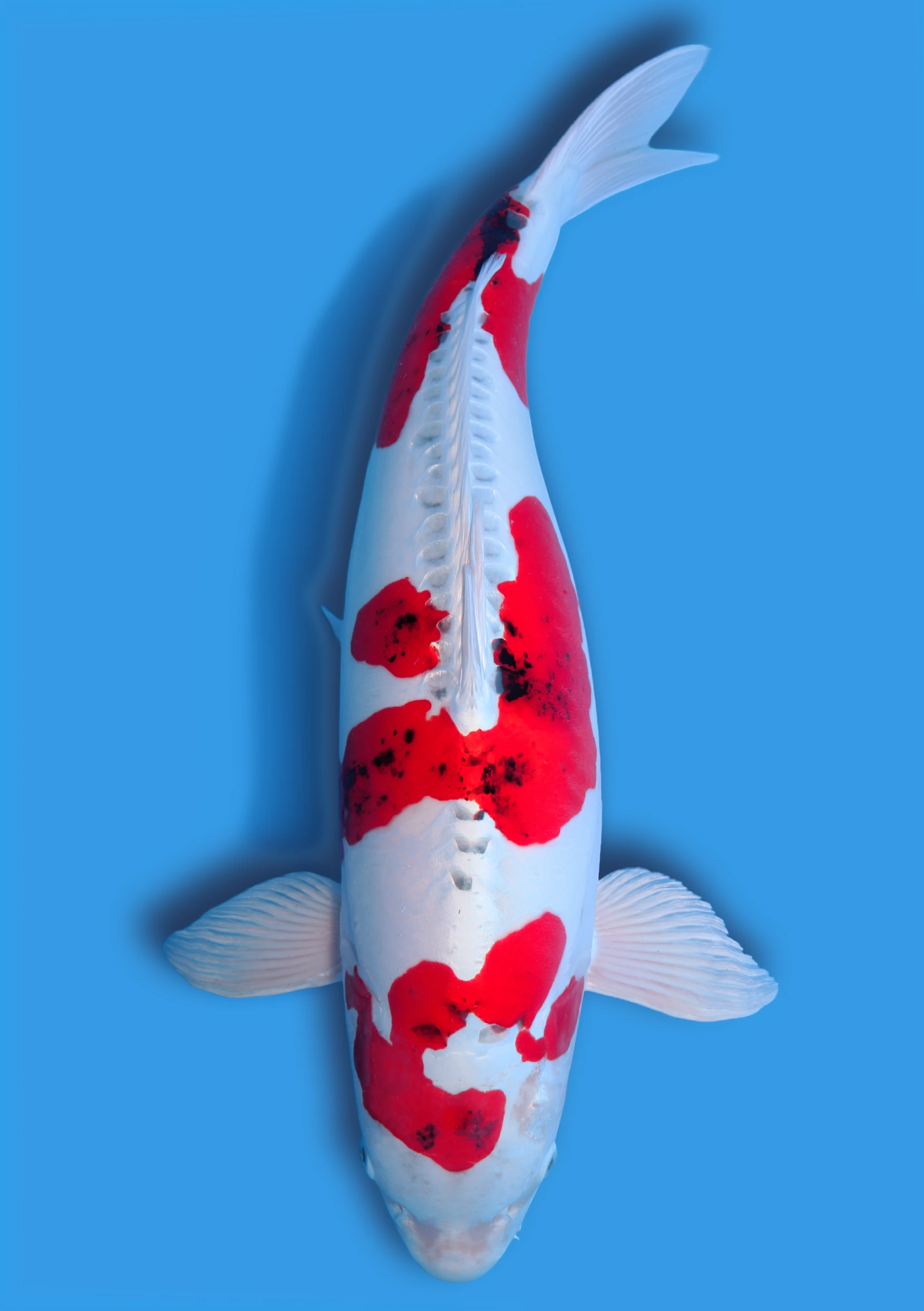 Yamatonishiki – 75 cm
